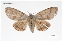 藏品(結麗毒蛾)的圖片